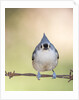 Tufted Titmouse by Anonymous