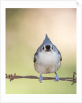 Tufted Titmouse by Anonymous