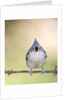 Tufted Titmouse by Anonymous