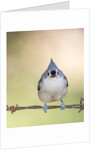 Tufted Titmouse by Anonymous
