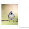 Tufted Titmouse by Anonymous