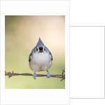 Tufted Titmouse by Anonymous