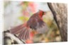 Northern Cardinal by Anonymous