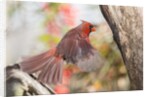 Northern Cardinal by Anonymous