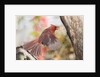Northern Cardinal by Anonymous