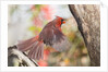 Northern Cardinal by Anonymous