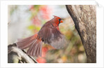 Northern Cardinal by Anonymous