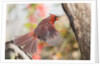 Northern Cardinal by Anonymous