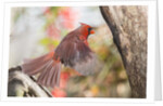 Northern Cardinal by Anonymous