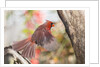 Northern Cardinal by Anonymous