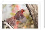 Northern Cardinal by Anonymous