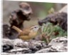Carolina Wren by Anonymous