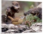 Carolina Wren by Anonymous