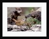 Carolina Wren by Anonymous