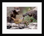 Carolina Wren by Anonymous