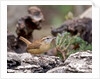 Carolina Wren by Anonymous