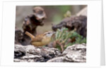 Carolina Wren by Anonymous