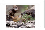 Carolina Wren by Anonymous