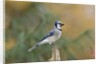 Blue Jay by Anonymous