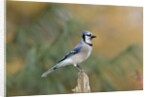 Blue Jay by Anonymous