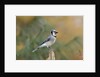 Blue Jay by Anonymous