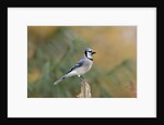 Blue Jay by Anonymous