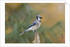 Blue Jay by Anonymous