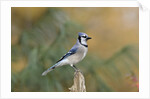 Blue Jay by Anonymous