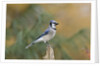 Blue Jay by Anonymous