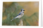 Blue Jay by Anonymous