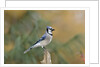 Blue Jay by Anonymous