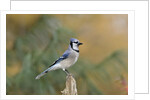 Blue Jay by Anonymous