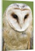 Barn Owl close-up by Anonymous