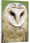Barn Owl close-up by Anonymous