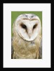Barn Owl close-up by Anonymous