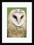 Barn Owl close-up by Anonymous