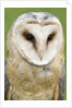 Barn Owl close-up by Anonymous