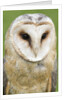 Barn Owl close-up by Anonymous