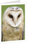 Barn Owl close-up by Anonymous
