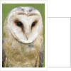 Barn Owl close-up by Anonymous