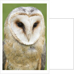 Barn Owl close-up by Anonymous