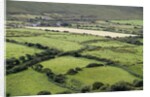 Sheep graze on the Dingle Peninsula by Anonymous