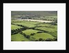 Sheep graze on the Dingle Peninsula by Anonymous