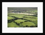 Sheep graze on the Dingle Peninsula by Anonymous