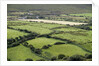 Sheep graze on the Dingle Peninsula by Anonymous