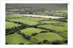 Sheep graze on the Dingle Peninsula by Anonymous
