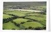 Sheep graze on the Dingle Peninsula by Anonymous