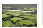 Sheep graze on the Dingle Peninsula by Anonymous