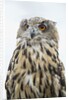 Eurasian Eagle-Owl close-up by Anonymous