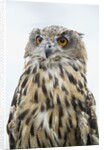 Eurasian Eagle-Owl close-up by Anonymous